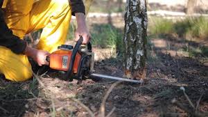 Best Arborist Consultation Services  in Red Lick, TX