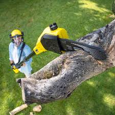 Best Stump Grinding and Removal  in Red Lick, TX