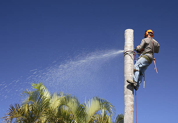  Red Lick, TX Tree Services Pros