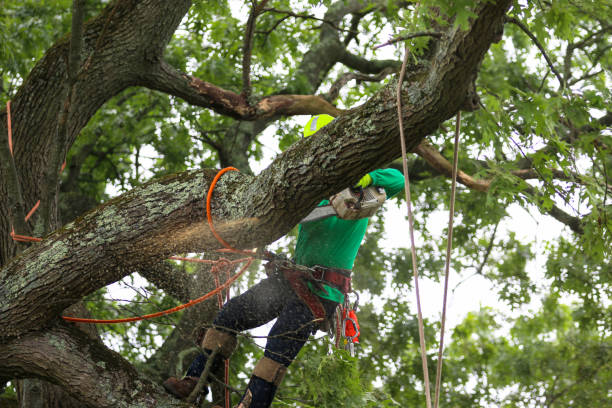 Best Tree Health Inspection  in Red Lick, TX