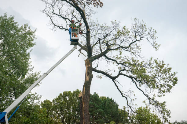 Best Tree Maintenance Programs  in Red Lick, TX