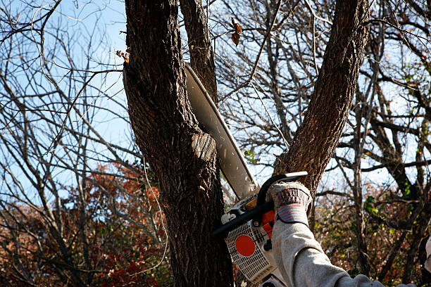 Best Firewood Processing and Delivery  in Red Lick, TX