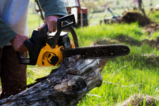 Best Fruit Tree Pruning  in Red Lick, TX